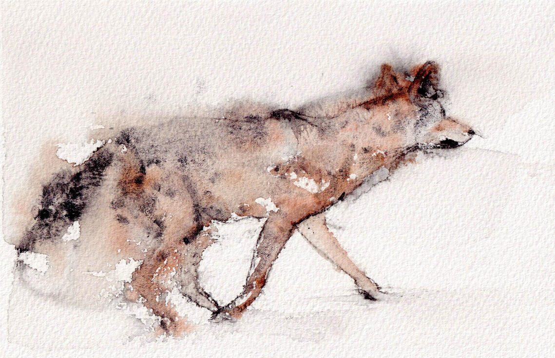 Coyote Walk Watercolor painting of a coyote